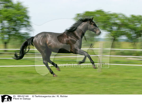 Pferd im Galopp / running horse / RR-02146