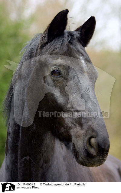schwarzes Pferd / black horse / IP-00349