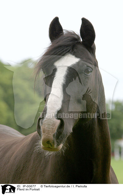 Pferd im Portrait / IP-00677