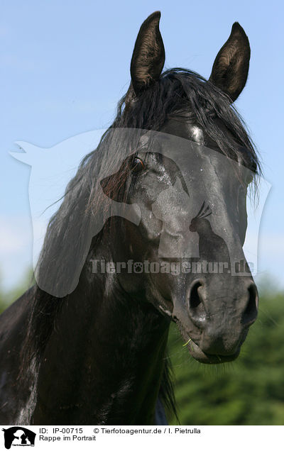 Rappe im Portrait / black horse / IP-00715