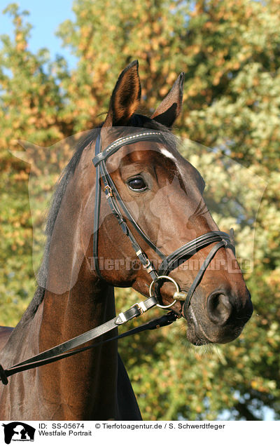 Westfale Portrait / SS-05674
