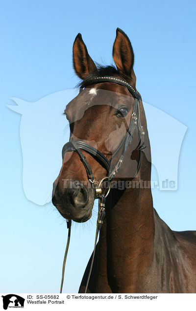 Westfale Portrait / Westphalian horse portrait / SS-05682