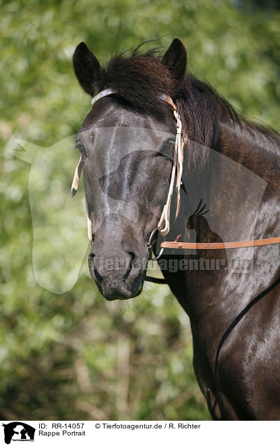 Rappe Portrait / black horse / RR-14057