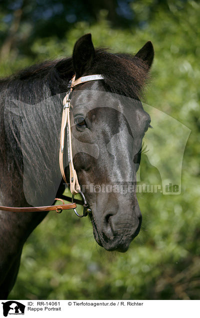 Rappe Portrait / black horse / RR-14061