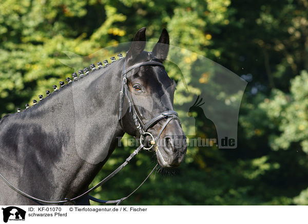 schwarzes Pferd / black horse / KF-01070