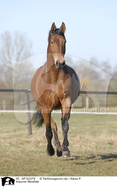 brauner Westfale / brown horse / AP-02379