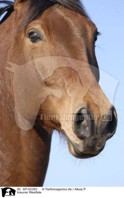 brauner Westfale / brown horse / AP-02383