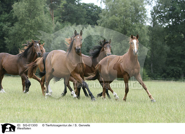 Westfalen / horses / SG-01300