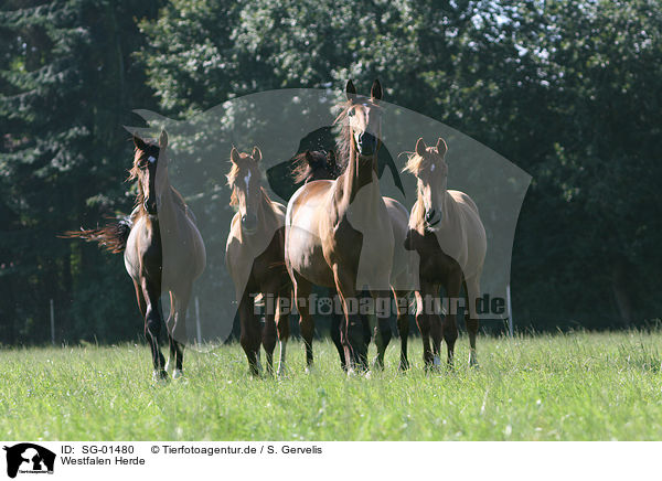 Westfalen Herde / herd of horses / SG-01480