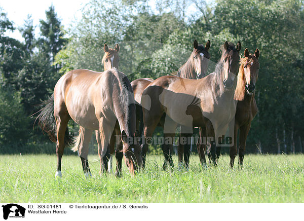 Westfalen Herde / herd of horses / SG-01481