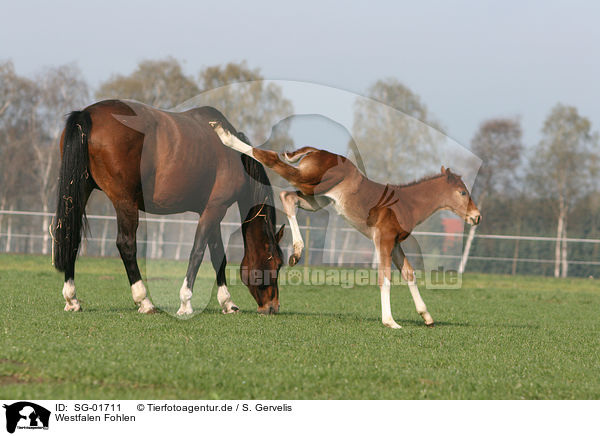 Westfalen Fohlen / horse foal / SG-01711