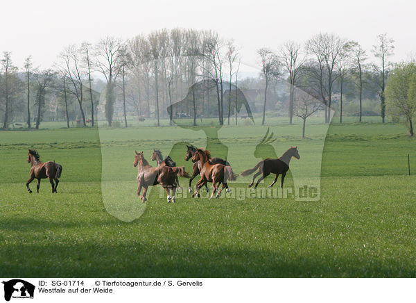 Westfale auf der Weide / horse on meadow / SG-01714