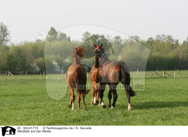 Westfale auf der Weide / horse on meadow / SG-01715