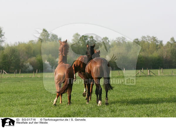 Westfale auf der Weide / horse on meadow / SG-01716