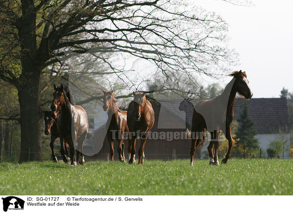 Westfale auf der Weide / horse on meadow / SG-01727