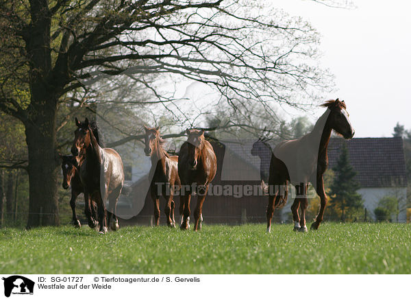 Westfale auf der Weide / SG-01727