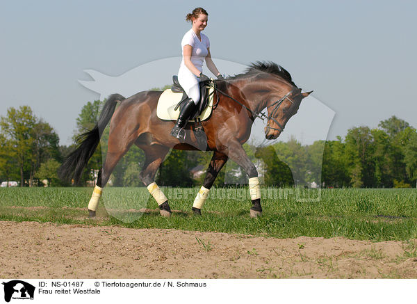 Frau reitet Westfale / woman rides horse / NS-01487