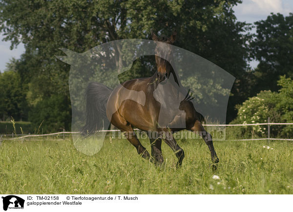 galoppierender Westfale / galloping warmblood / TM-02158