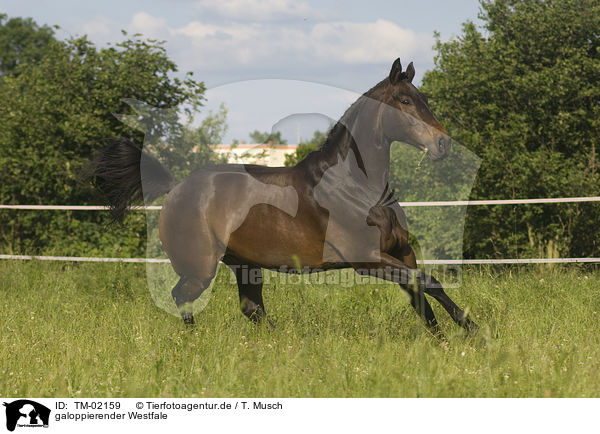 galoppierender Westfale / galloping warmblood / TM-02159