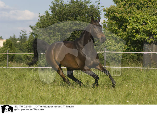 galoppierender Westfale / galloping warmblood / TM-02160
