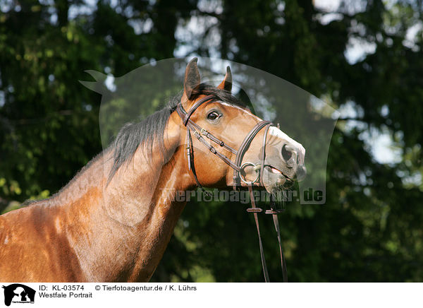 Westfale Portrait / Westphalian horse Portrait / KL-03574
