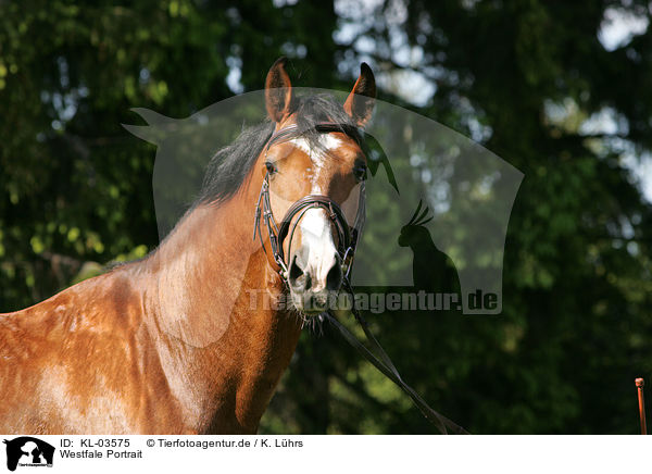 Westfale Portrait / Westphalian horse Portrait / KL-03575