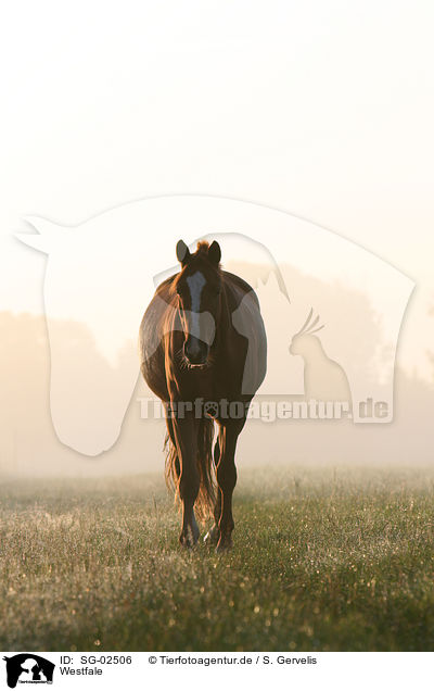Westfale / SG-02506