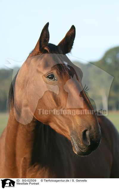 Westfale Portrait / horse portrait / SG-02509