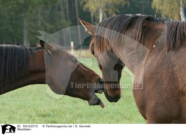 Westfalen / horses / SG-02510