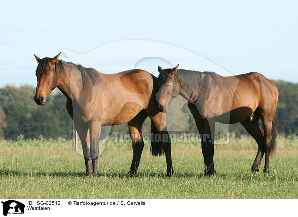 Westfalen / horses / SG-02512