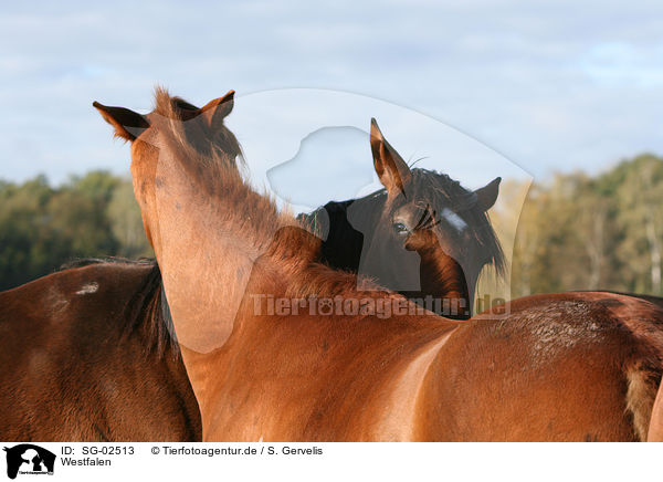 Westfalen / horses / SG-02513