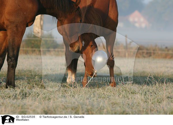 Westfalen / horses / SG-02535