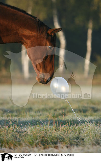 Westfale / horse / SG-02539