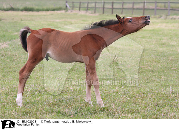 Westfalen Fohlen / horse foal / BM-02008