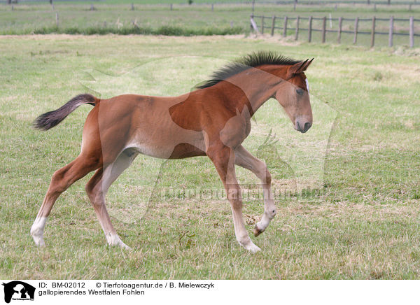 gallopierendes Westfalen Fohlen / galloping horse foal / BM-02012