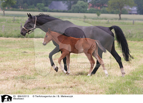 Westfalen / horses / BM-02013