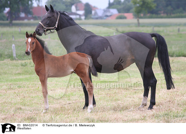 Westfalen / horses / BM-02014