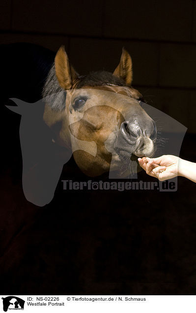 Westfale Portrait / horse portrait / NS-02226