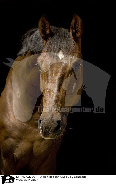 Westfale Portrait / horse portrait / NS-02230
