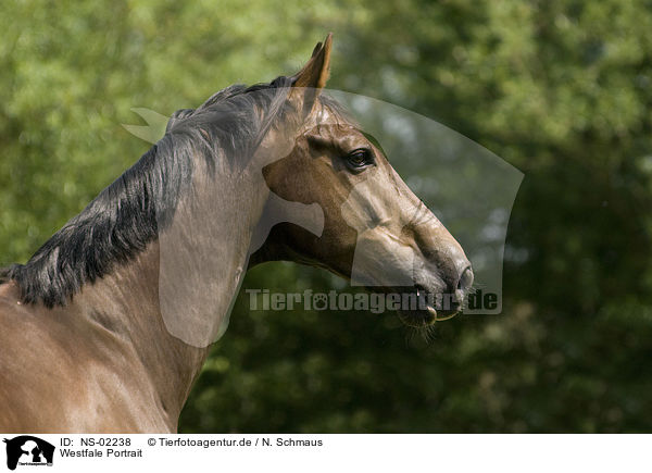Westfale Portrait / horse portrait / NS-02238