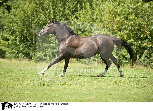 galoppierender Westfale / AP-11270
