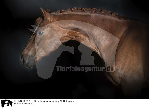 Westfale Portrait / Westphalian horse portrait / NS-05317
