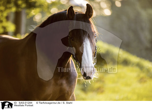 Westfale Portrait / SAS-01284