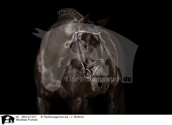 Westfale Portrait / Westphalian Horse Portrait / JRO-01327