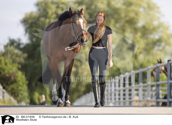 Westfalen Stute / Westphalian mare / BK-01948
