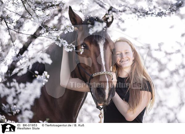 Westfalen Stute / Westphalian mare / BK-01953