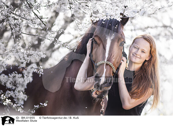 Westfalen Stute / Westphalian mare / BK-01955