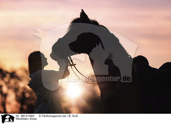 Westfalen Stute / Westphalian mare / BK-01960
