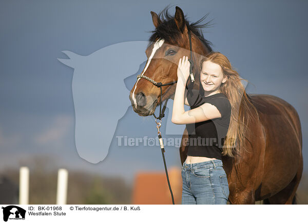 Westfalen Stute / Westphalian mare / BK-01968