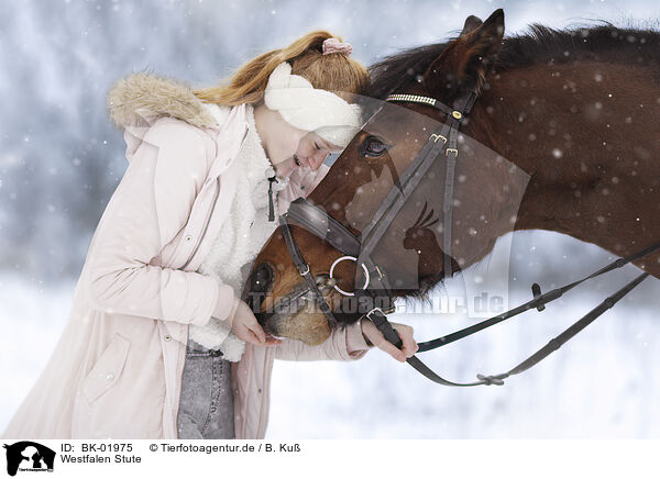 Westfalen Stute / Westphalian mare / BK-01975